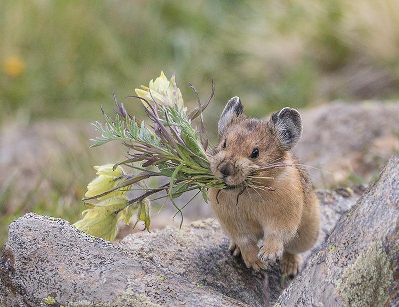 pika holding flowers