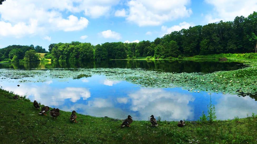 Body of water at the Rockefellar State Park Preserve with ducks at the edge of the water. 