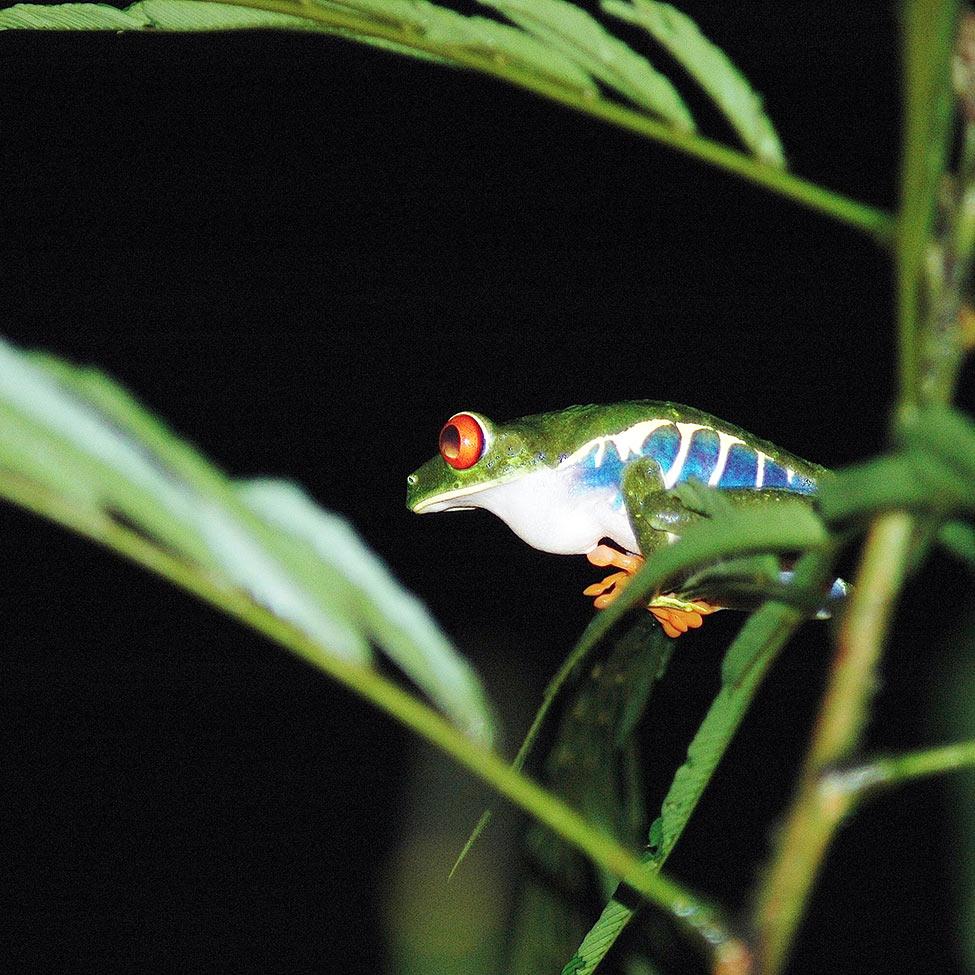 Tree frog in a managed forest near the University of Peace in Costa Rica for Pace University's 3+2 Biology with Ecology and Society program