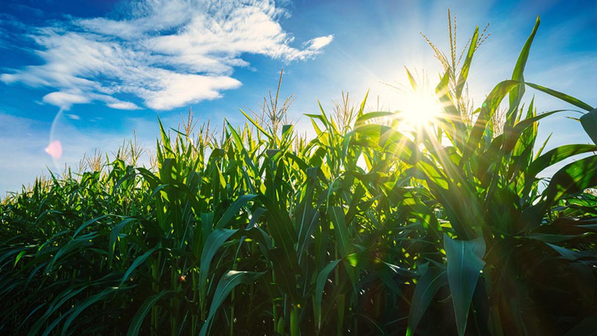 Rows of corn under a blue sunny sky