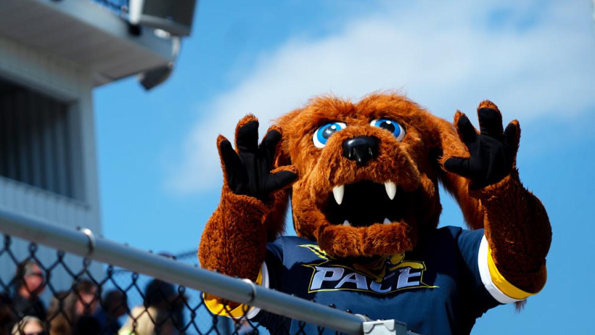 Pace University's mascot T-bone in the stands at Pace Stadium.