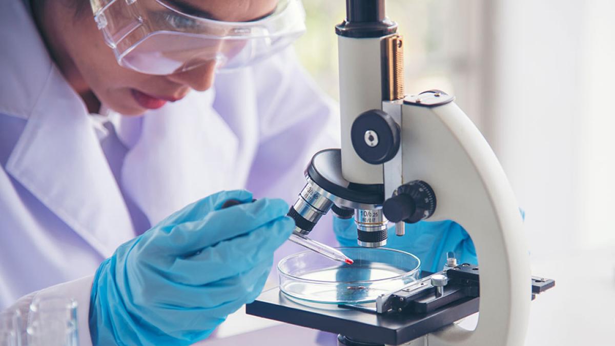 Chemistry student adding a chemical to petri dish on microscope