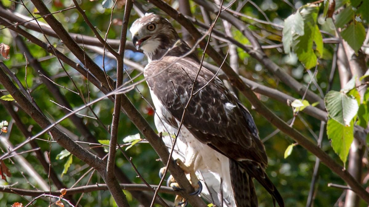 A juvenile red-tailed hawk photographed by Angelo Spillo of the Environmental Studies and Science Department at Pace University. The bird was rehabilitated by Green Chimneys and released on Pace property at the Suburban Biodiversity Conservation Center.