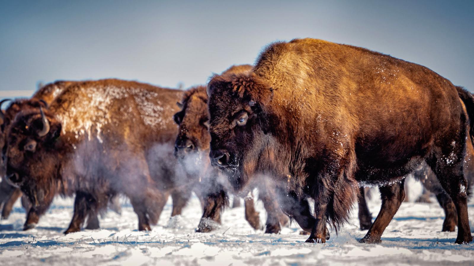 bison in snow