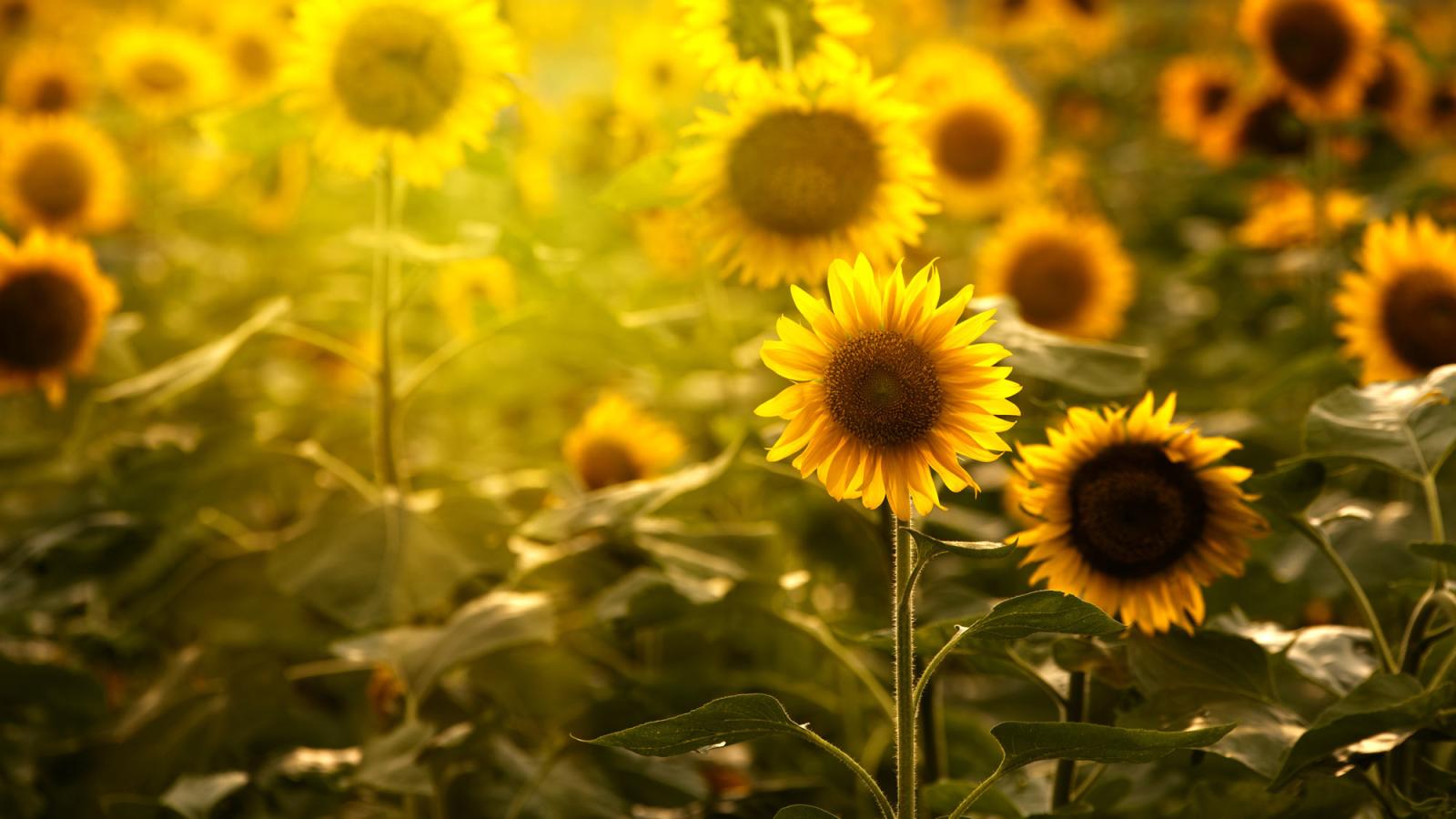 field of sunflowers