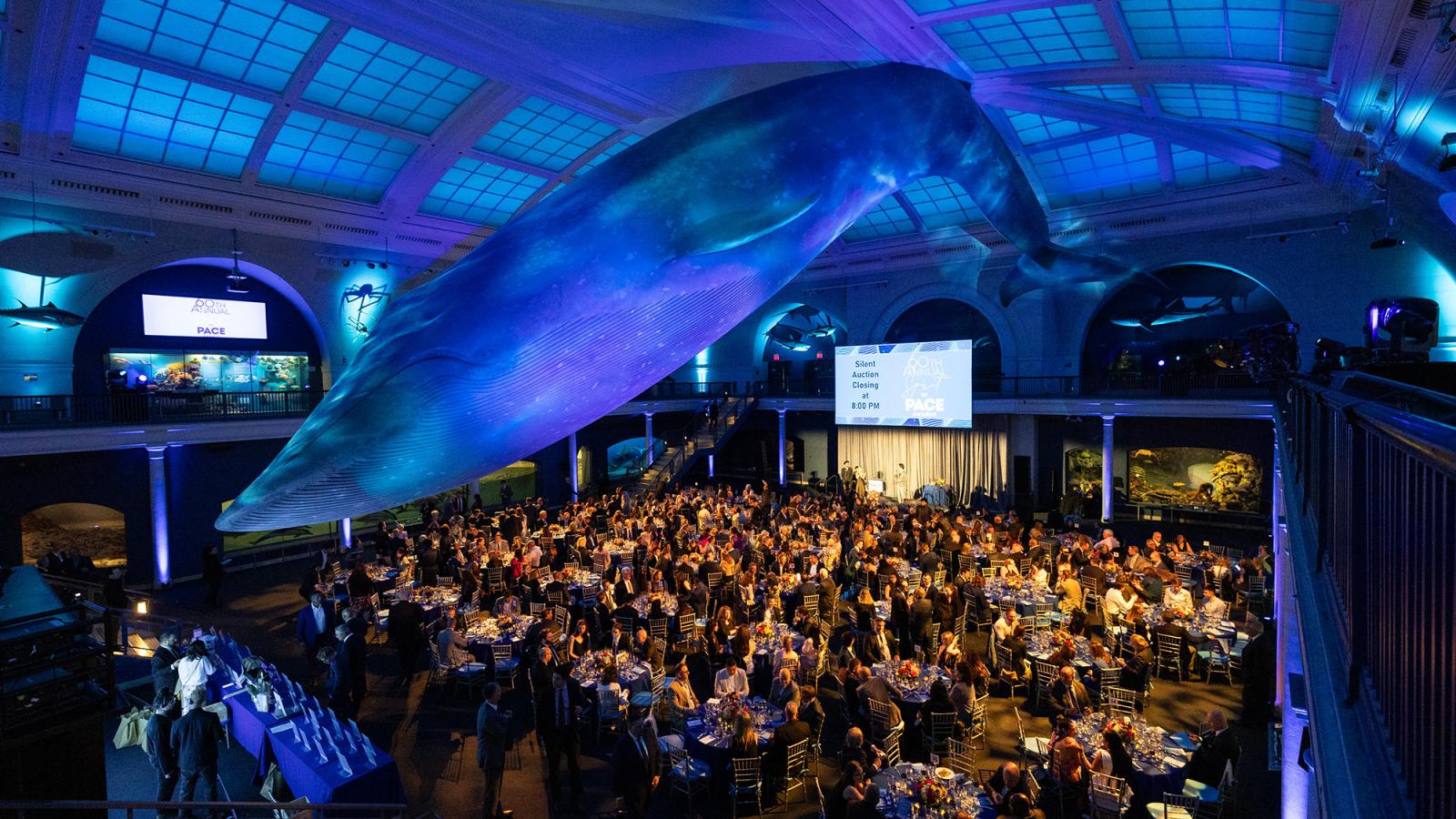 American Museum of Natural History ballroom with hundreds of attendees sitting at tables and a giant model of a blue whale hanging from the ceiling as a display.