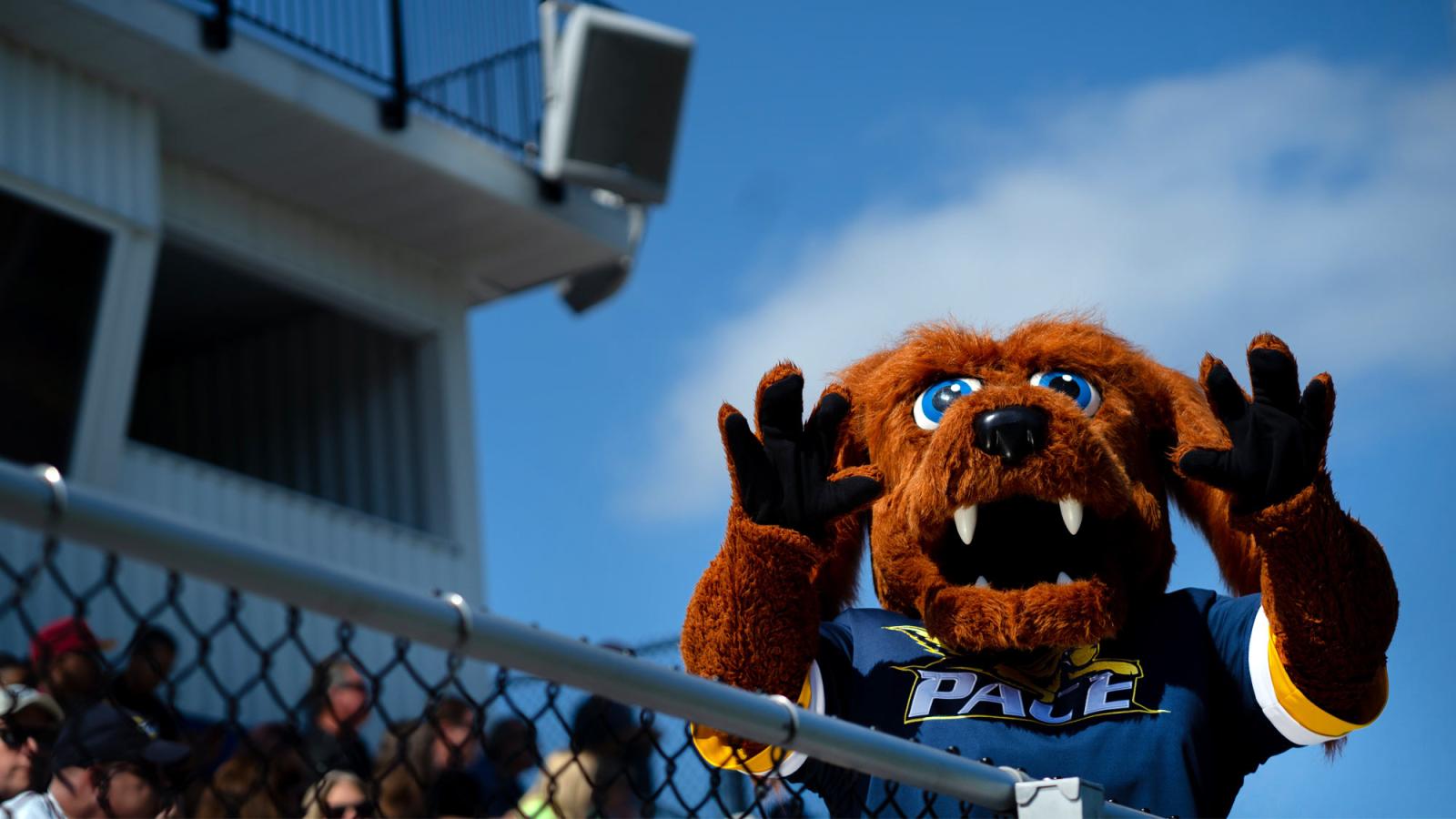 Pace University's mascot T-bone in the stands at Pace Stadium.