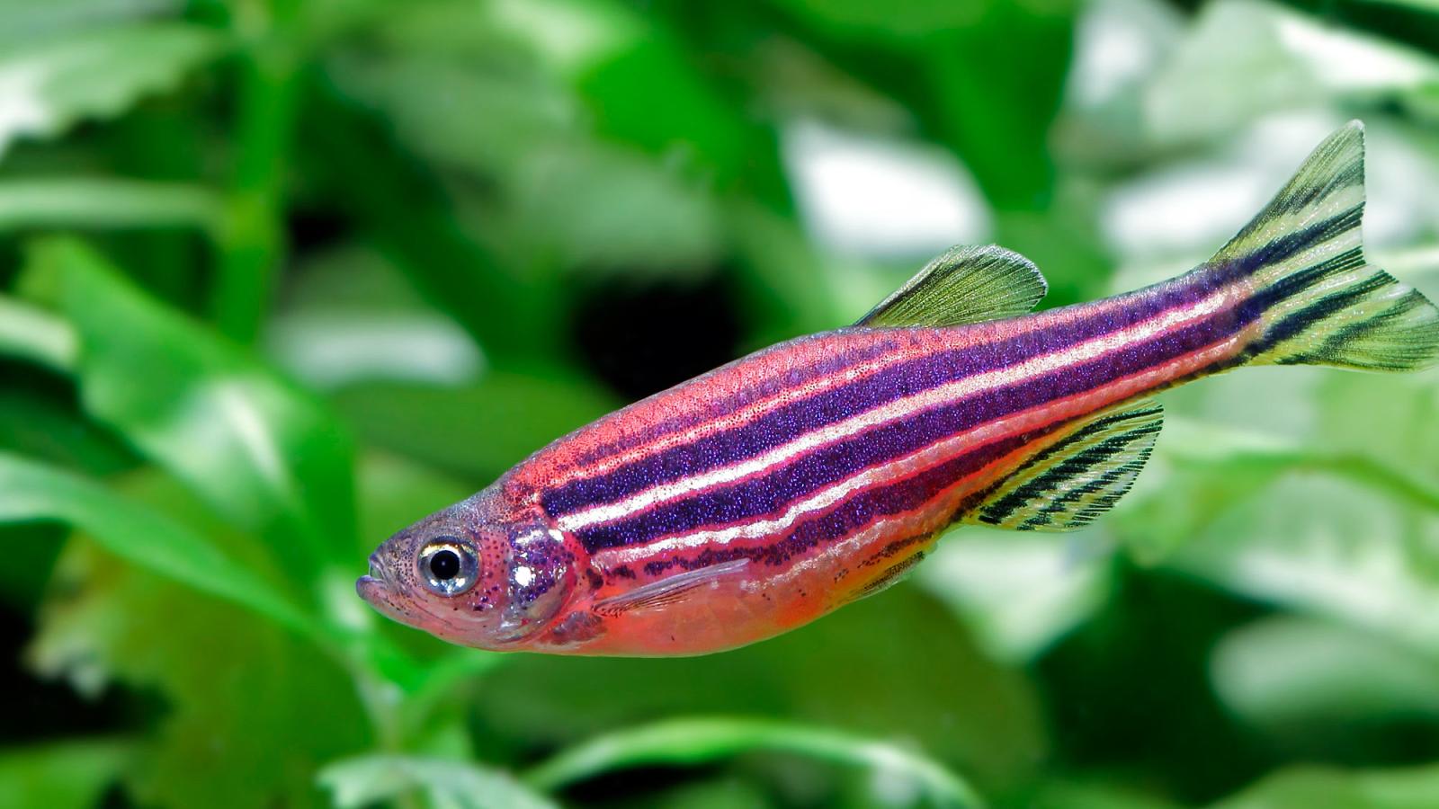 Zebra Fish.