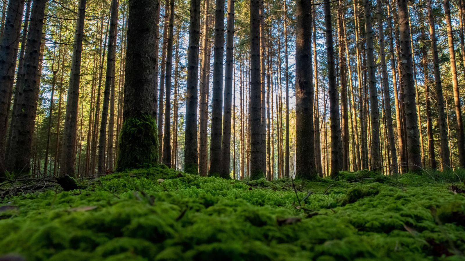 A forest with a mossy bed and light streaming through the trees. 