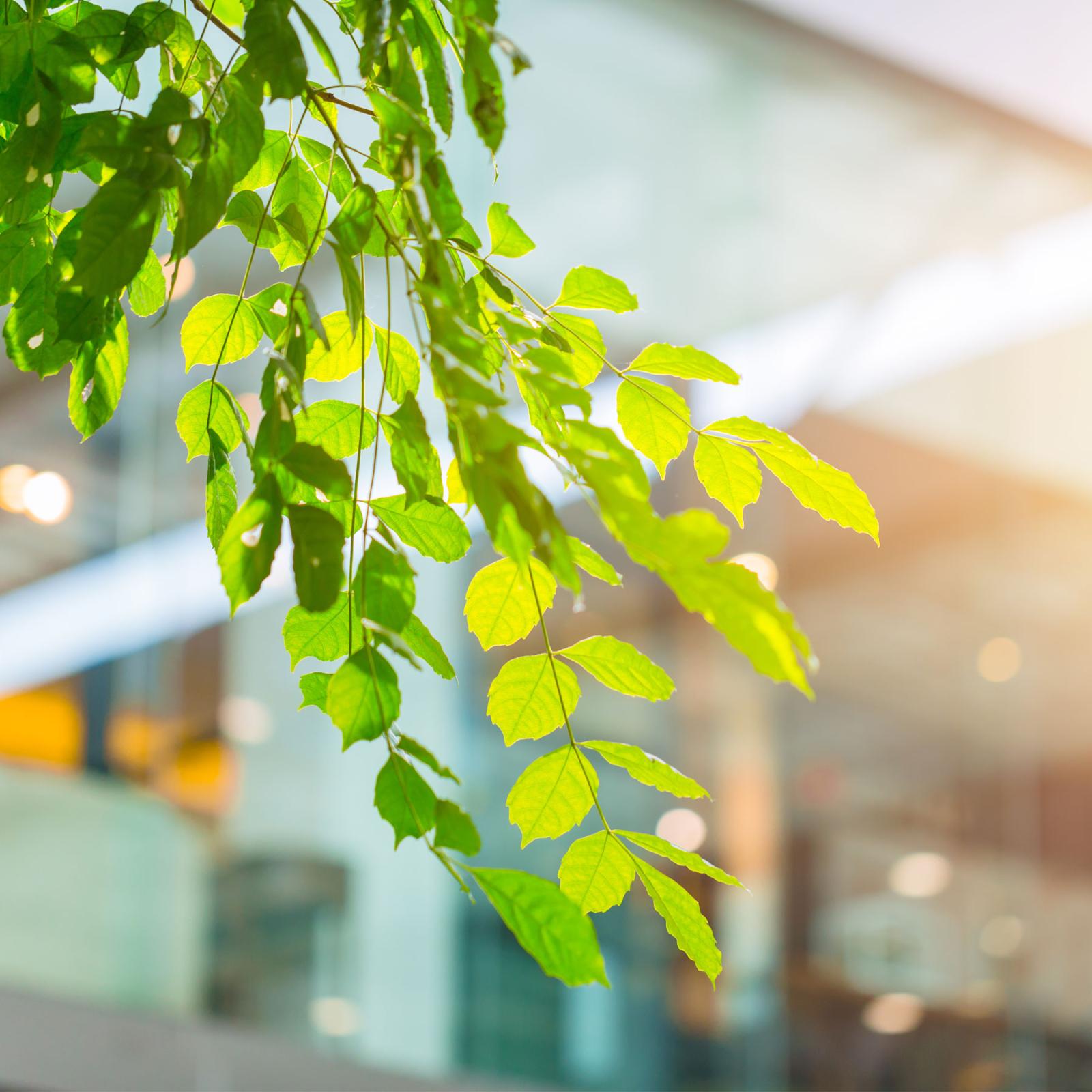 a sunlight tree branch